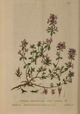 Reproducción/Reproduction 28404127753: British phaenogamous botany,. Oxford,Published by the author, sold by J.H. Parker [etc.]1834-43.
