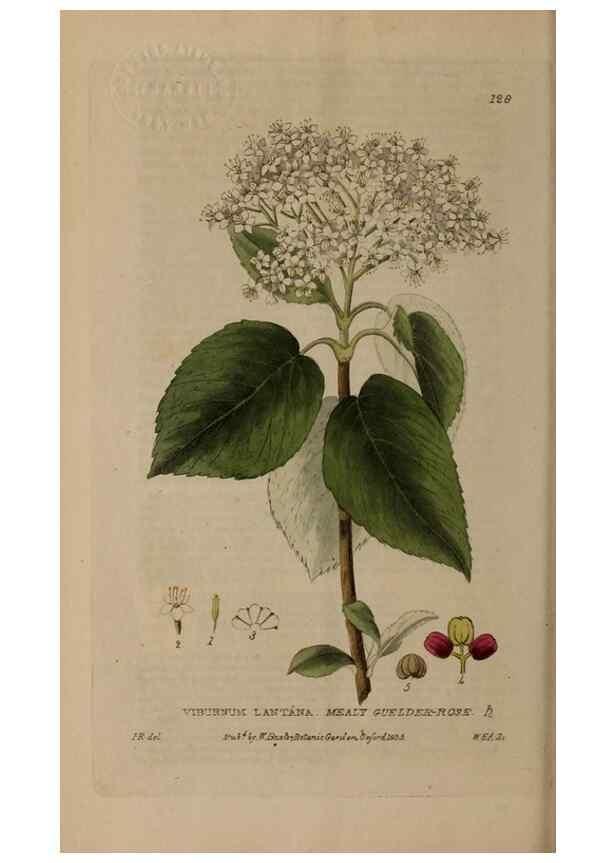 Reproducción/Reproduction 28988643926: British phaenogamous botany,. Oxford,Published by the author, sold by J.H. Parker [etc.]1834-43.