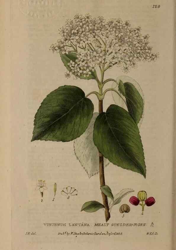 Reproducción/Reproduction 28988643926: British phaenogamous botany,. Oxford,Published by the author, sold by J.H. Parker [etc.]1834-43.