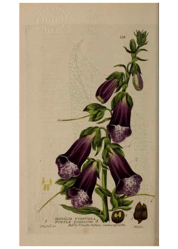 Reproducción/Reproduction 28988603956: British phaenogamous botany,. Oxford,Published by the author, sold by J.H. Parker [etc.]1834-43.