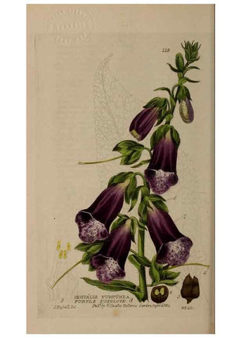 Reproducción/Reproduction 28988603956: British phaenogamous botany,. Oxford,Published by the author, sold by J.H. Parker [etc.]1834-43.