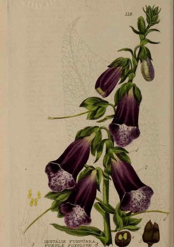Reproducción/Reproduction 28988603956: British phaenogamous botany,. Oxford,Published by the author, sold by J.H. Parker [etc.]1834-43.