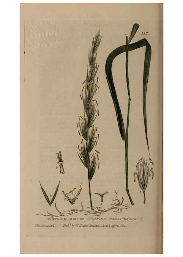 Reproducción/Reproduction 28401029164: British phaenogamous botany,. Oxford,Published by the author, sold by J.H. Parker [etc.]1834-43.