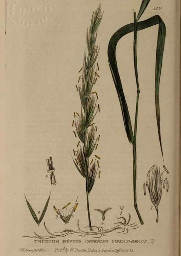 Reproducción/Reproduction 28401029164: British phaenogamous botany,. Oxford,Published by the author, sold by J.H. Parker [etc.]1834-43.