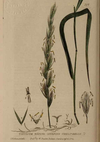 Reproducción/Reproduction 28401029164: British phaenogamous botany,. Oxford,Published by the author, sold by J.H. Parker [etc.]1834-43.