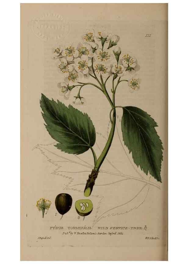 Reproducción/Reproduction 28735200980: British phaenogamous botany,. Oxford,Published by the author, sold by J.H. Parker [etc.]1834-43.