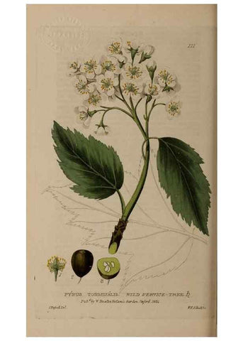 Reproducción/Reproduction 28735200980: British phaenogamous botany,. Oxford,Published by the author, sold by J.H. Parker [etc.]1834-43.