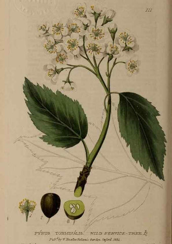 Reproducción/Reproduction 28735200980: British phaenogamous botany,. Oxford,Published by the author, sold by J.H. Parker [etc.]1834-43.