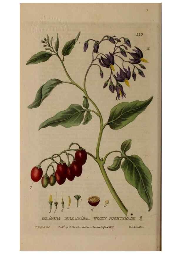 Reproducción/Reproduction 28401023824: British phaenogamous botany,. Oxford,Published by the author, sold by J.H. Parker [etc.]1834-43.