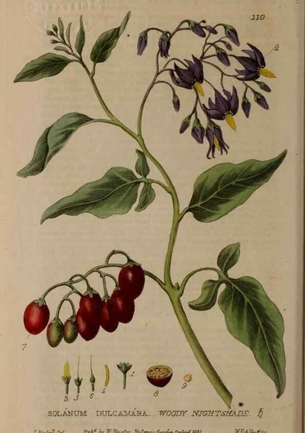 Reproducción/Reproduction 28401023824: British phaenogamous botany,. Oxford,Published by the author, sold by J.H. Parker [etc.]1834-43.