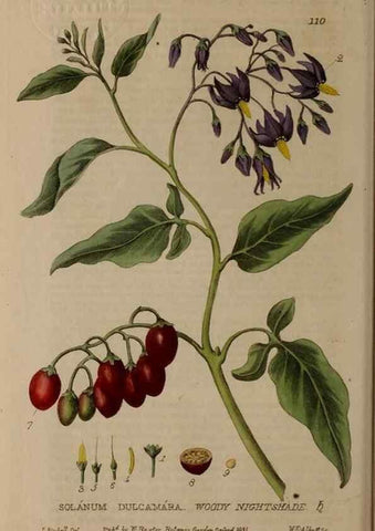 Reproducción/Reproduction 28401023824: British phaenogamous botany,. Oxford,Published by the author, sold by J.H. Parker [etc.]1834-43.
