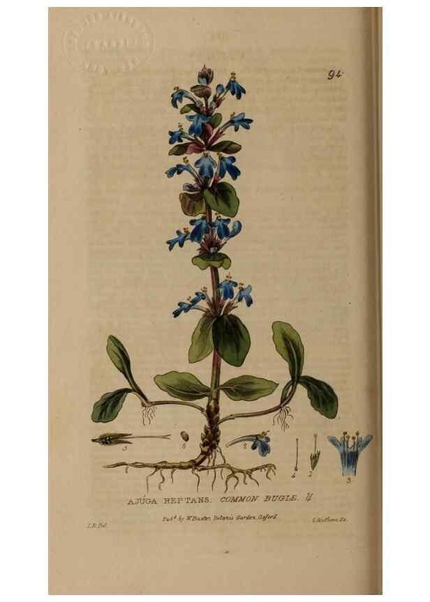 Reproducción/Reproduction 28945381131: British phaenogamous botany,. Oxford,Published by the author, sold by J.H. Parker [etc.]1834-43.