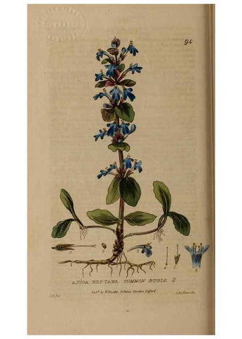 Reproducción/Reproduction 28945381131: British phaenogamous botany,. Oxford,Published by the author, sold by J.H. Parker [etc.]1834-43.