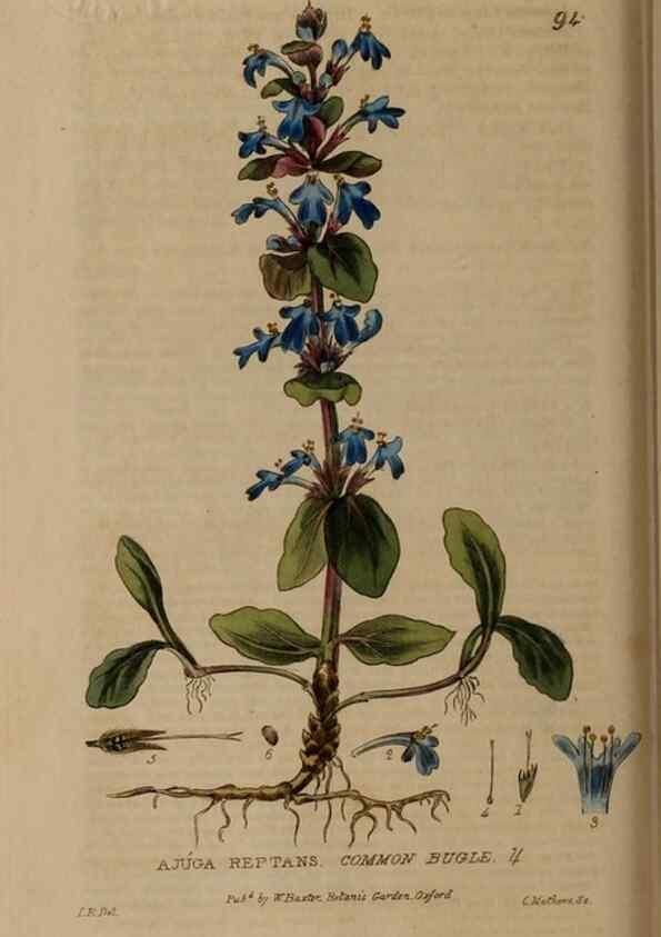 Reproducción/Reproduction 28945381131: British phaenogamous botany,. Oxford,Published by the author, sold by J.H. Parker [etc.]1834-43.