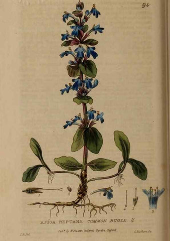 Reproducción/Reproduction 28945381131: British phaenogamous botany,. Oxford,Published by the author, sold by J.H. Parker [etc.]1834-43.