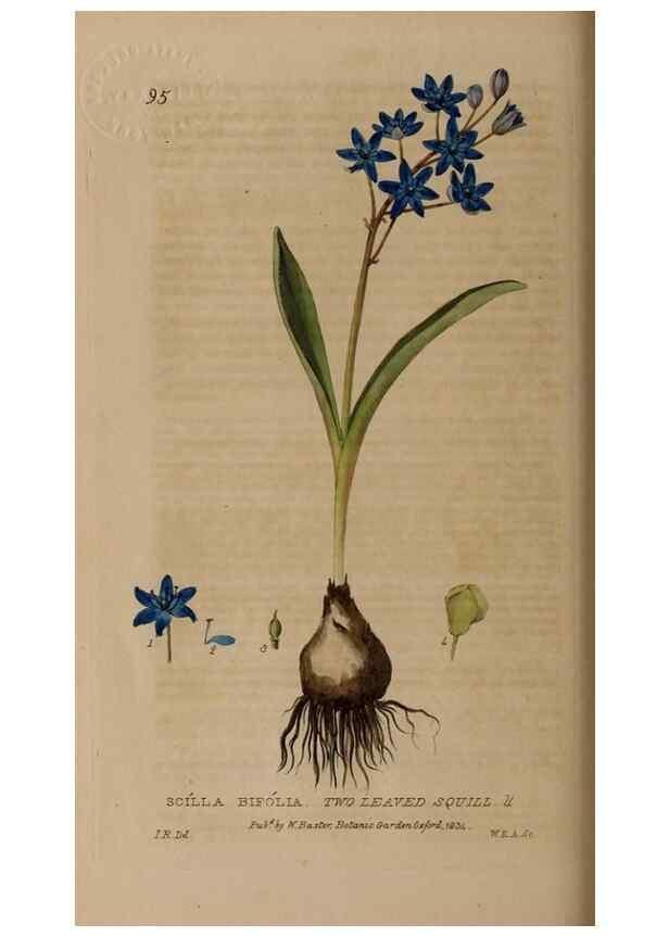 Reproducción/Reproduction 28916264992: British phaenogamous botany,. Oxford,Published by the author, sold by J.H. Parker [etc.]1834-43.