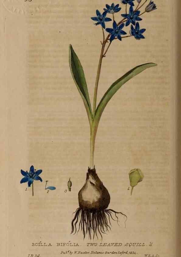 Reproducción/Reproduction 28916264992: British phaenogamous botany,. Oxford,Published by the author, sold by J.H. Parker [etc.]1834-43.