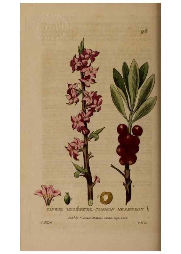 Reproducción/Reproduction 28404062463: British phaenogamous botany,. Oxford,Published by the author, sold by J.H. Parker [etc.]1834-43.