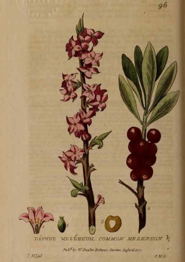 Reproducción/Reproduction 28404062463: British phaenogamous botany,. Oxford,Published by the author, sold by J.H. Parker [etc.]1834-43.