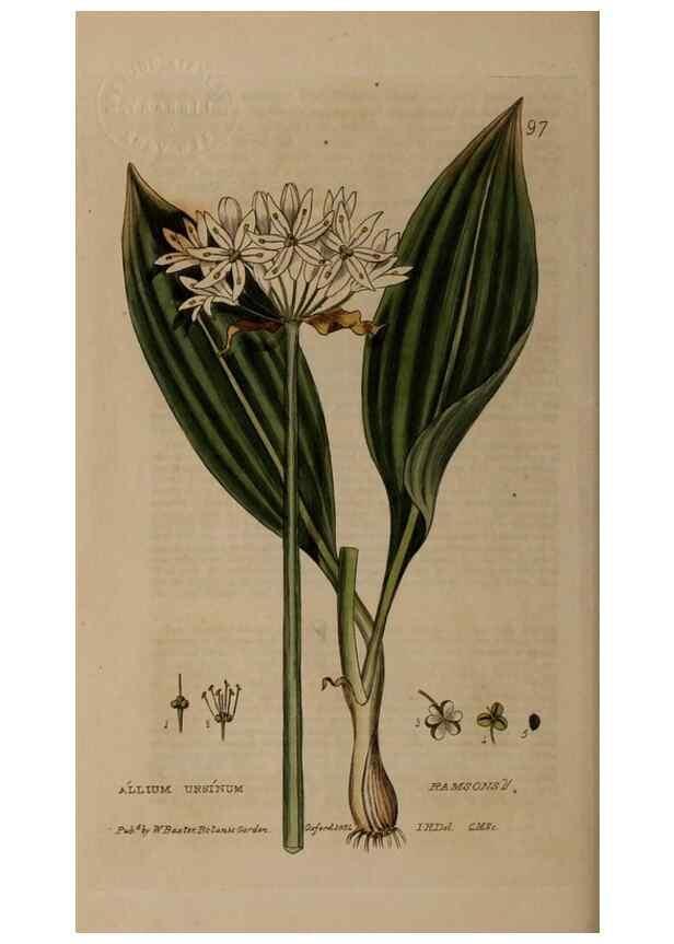 Reproducción/Reproduction 28945389891: British phaenogamous botany,. Oxford,Published by the author, sold by J.H. Parker [etc.]1834-43.