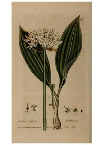 Reproducción/Reproduction 28945389891: British phaenogamous botany,. Oxford,Published by the author, sold by J.H. Parker [etc.]1834-43.