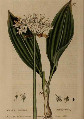 Reproducción/Reproduction 28945389891: British phaenogamous botany,. Oxford,Published by the author, sold by J.H. Parker [etc.]1834-43.