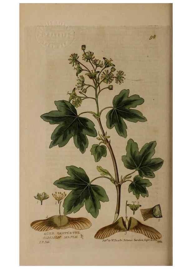 Reproducción/Reproduction 28404067923: British phaenogamous botany,. Oxford,Published by the author, sold by J.H. Parker [etc.]1834-43.