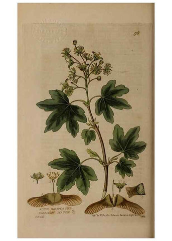 Reproducción/Reproduction 28404067923: British phaenogamous botany,. Oxford,Published by the author, sold by J.H. Parker [etc.]1834-43.
