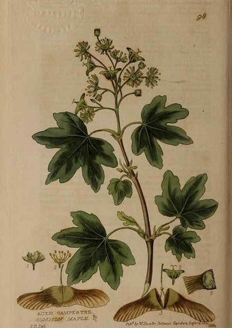 Reproducción/Reproduction 28404067923: British phaenogamous botany,. Oxford,Published by the author, sold by J.H. Parker [etc.]1834-43.