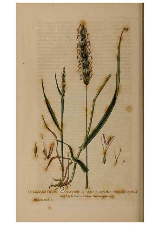 Reproducción/Reproduction 28916275182: British phaenogamous botany,. Oxford,Published by the author, sold by J.H. Parker [etc.]1834-43.