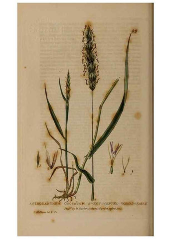 Reproducción/Reproduction 28916275182: British phaenogamous botany,. Oxford,Published by the author, sold by J.H. Parker [etc.]1834-43.