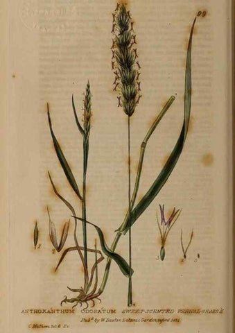 Reproducción/Reproduction 28916275182: British phaenogamous botany,. Oxford,Published by the author, sold by J.H. Parker [etc.]1834-43.