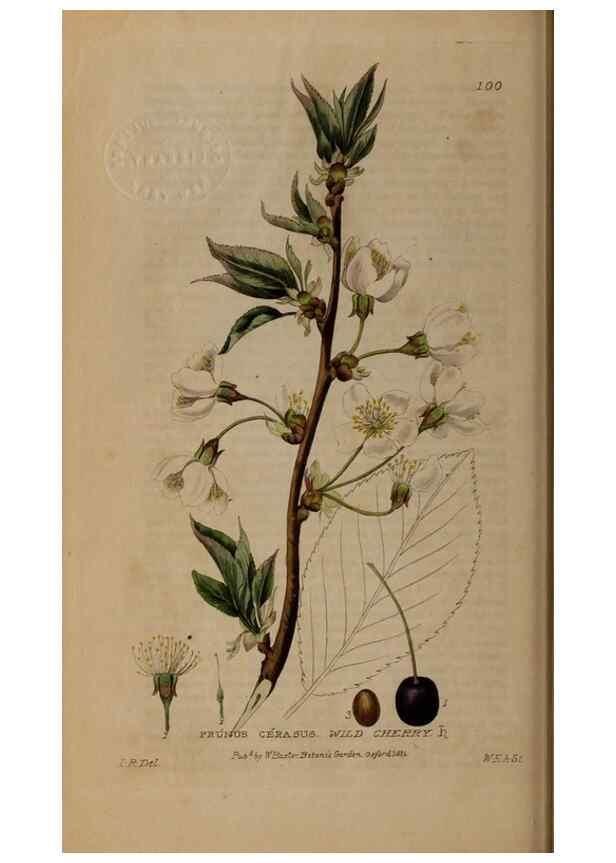 Reproducción/Reproduction 28404070923: British phaenogamous botany,. Oxford,Published by the author, sold by J.H. Parker [etc.]1834-43.