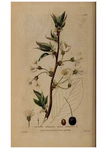 Reproducción/Reproduction 28404070923: British phaenogamous botany,. Oxford,Published by the author, sold by J.H. Parker [etc.]1834-43.
