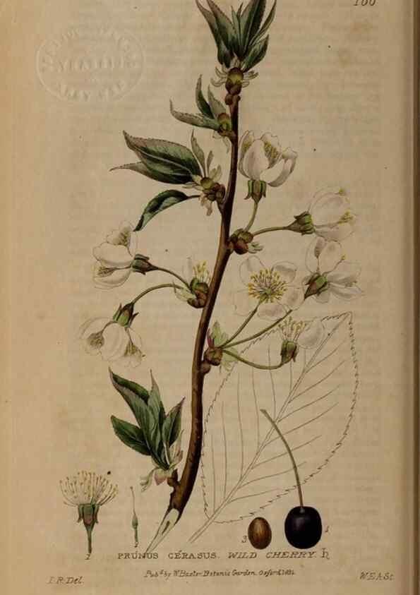 Reproducción/Reproduction 28404070923: British phaenogamous botany,. Oxford,Published by the author, sold by J.H. Parker [etc.]1834-43.