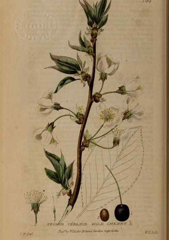 Reproducción/Reproduction 28404070923: British phaenogamous botany,. Oxford,Published by the author, sold by J.H. Parker [etc.]1834-43.
