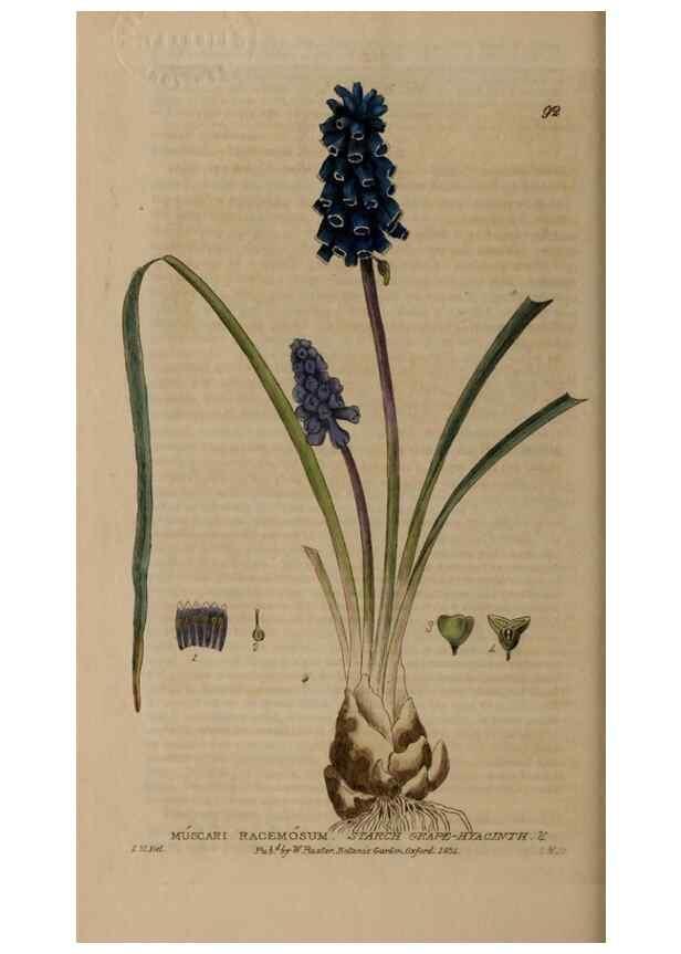 Reproducción/Reproduction 28945373721: British phaenogamous botany,. Oxford,Published by the author, sold by J.H. Parker [etc.]1834-43.