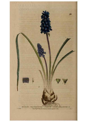 Reproducción/Reproduction 28945373721: British phaenogamous botany,. Oxford,Published by the author, sold by J.H. Parker [etc.]1834-43.