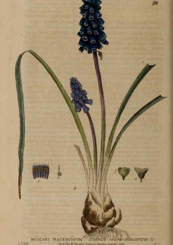 Reproducción/Reproduction 28945373721: British phaenogamous botany,. Oxford,Published by the author, sold by J.H. Parker [etc.]1834-43.