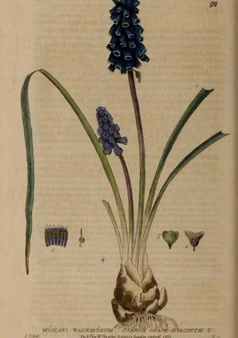 Reproducción/Reproduction 28945373721: British phaenogamous botany,. Oxford,Published by the author, sold by J.H. Parker [etc.]1834-43.