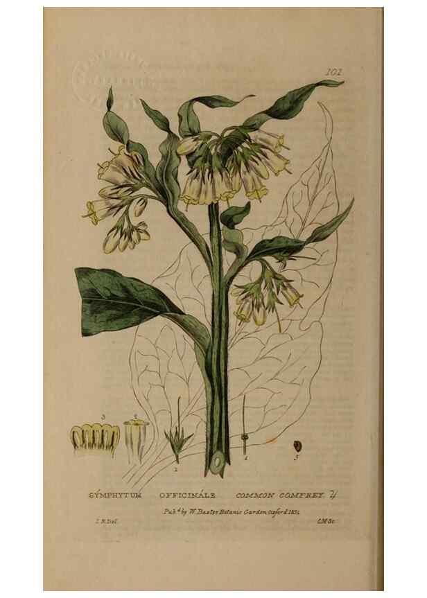 Reproducción/Reproduction 28916282552: British phaenogamous botany,. Oxford,Published by the author, sold by J.H. Parker [etc.]1834-43.