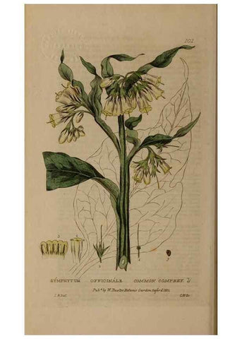 Reproducción/Reproduction 28916282552: British phaenogamous botany,. Oxford,Published by the author, sold by J.H. Parker [etc.]1834-43.