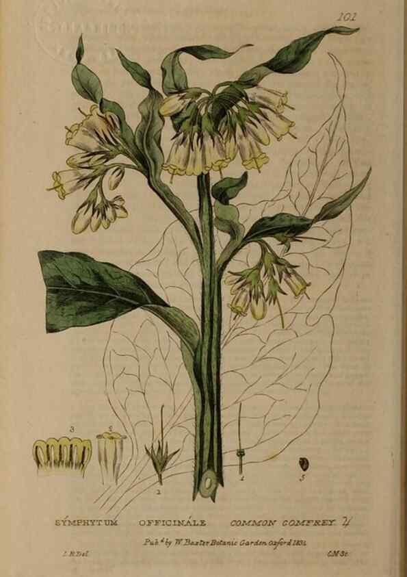 Reproducción/Reproduction 28916282552: British phaenogamous botany,. Oxford,Published by the author, sold by J.H. Parker [etc.]1834-43.