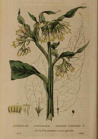 Reproducción/Reproduction 28916282552: British phaenogamous botany,. Oxford,Published by the author, sold by J.H. Parker [etc.]1834-43.