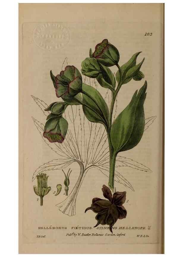 Reproducción/Reproduction 29021224215: British phaenogamous botany,. Oxford,Published by the author, sold by J.H. Parker [etc.]1834-43.
