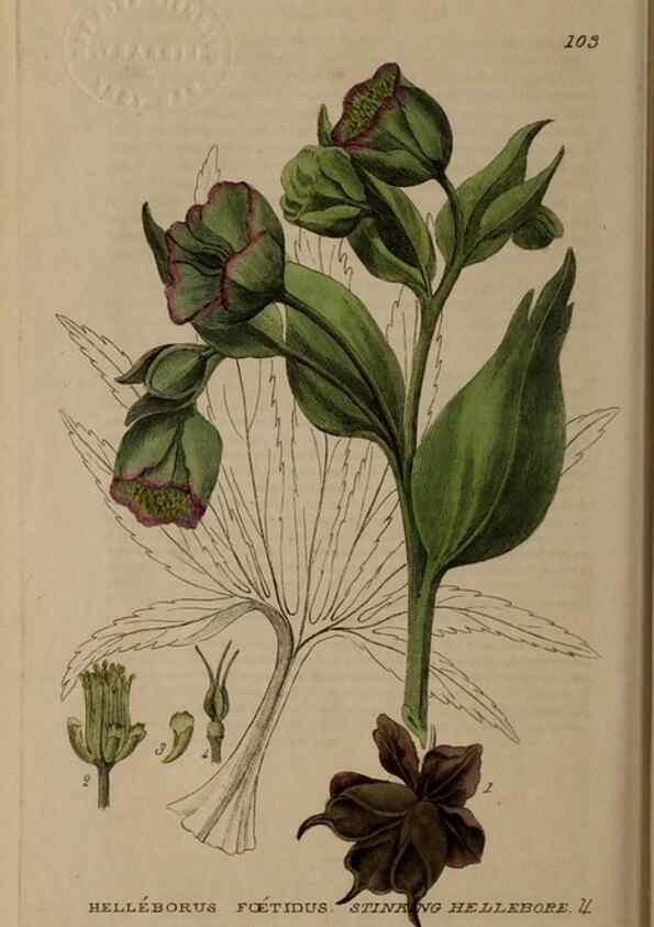 Reproducción/Reproduction 29021224215: British phaenogamous botany,. Oxford,Published by the author, sold by J.H. Parker [etc.]1834-43.