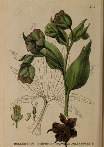 Reproducción/Reproduction 29021224215: British phaenogamous botany,. Oxford,Published by the author, sold by J.H. Parker [etc.]1834-43.