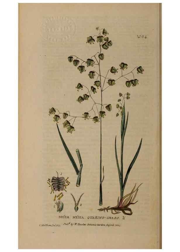 Reproducción/Reproduction 28916291102: British phaenogamous botany,. Oxford,Published by the author, sold by J.H. Parker [etc.]1834-43.