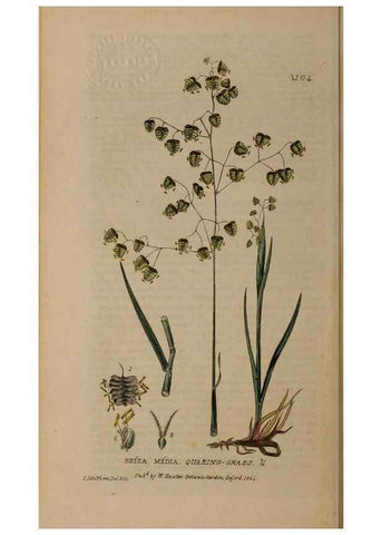 Reproducción/Reproduction 28916291102: British phaenogamous botany,. Oxford,Published by the author, sold by J.H. Parker [etc.]1834-43.