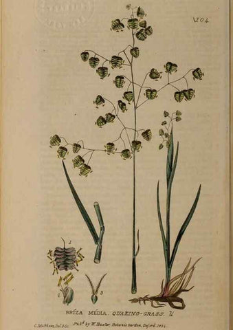 Reproducción/Reproduction 28916291102: British phaenogamous botany,. Oxford,Published by the author, sold by J.H. Parker [etc.]1834-43.